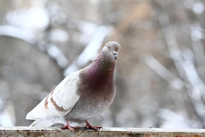 借来”的关在特殊笼子放飞有的已经到家了新葡京娱乐场app8万羽和平鸽都是“(图3) 借来”的关在特殊笼子放飞有的已经到家了新葡京娱乐场app8万羽和平鸽都是“(图3)