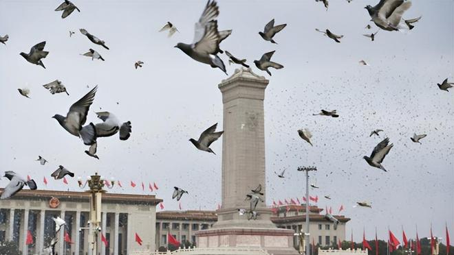 借来”的关在特殊笼子放飞有的已经到家了新葡京娱乐场app8万羽和平鸽都是“(图2) 借来”的关在特殊笼子放飞有的已经到家了新葡京娱乐场app8万羽和平鸽都是“(图2)