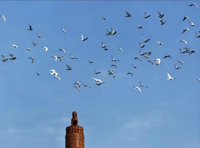 借来”的关在特殊笼子放飞有的已经到家了新葡京娱乐场app8万羽和平鸽都是“(图4) 借来”的关在特殊笼子放飞有的已经到家了新葡京娱乐场app8万羽和平鸽都是“(图4)