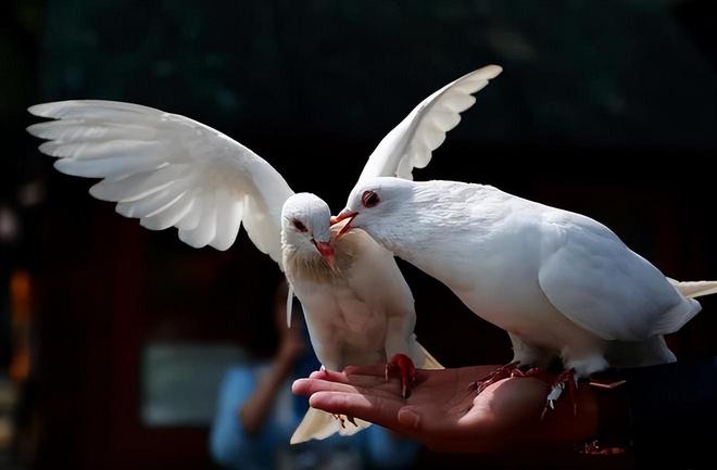 借来”的关在特殊笼子放飞有的已经到家了新葡京娱乐场app8万羽和平鸽都是“(图7) 借来”的关在特殊笼子放飞有的已经到家了新葡京娱乐场app8万羽和平鸽都是“(图7)